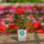 Geranium – Mojo Orange – 4.5″ Pot